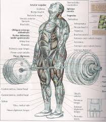 human anatomy chart of an ifbb pro sized human