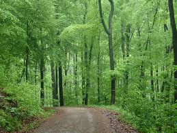 Trees In The Wienerwald The Vienna Woods I M Planning A Hike To Find A Hidden Vineyard