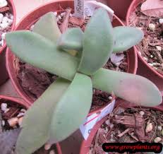 Image result for Nananthus