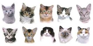 Felinoloji Dernegi