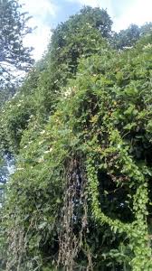 Image result for Lagenaria sphaerica