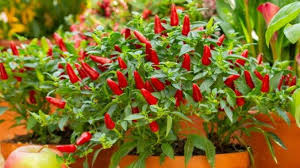 Cara menentukan nilai gaji pokok / bersih karyawan. Nak Pokok Cili Berbuah Lebat Tahan Penyakit Buat Sendiri Air Penggalak Guna Belacan Gula Merah Mudah Jimat Berkesan Keluarga