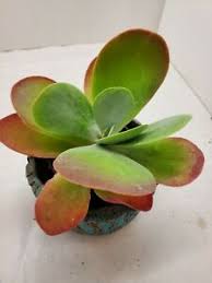 141 likes · 1 talking about this. Beautiful Kalanchoe Thyrsiflora The Flapjack Plant Succulent Live Plant Ebay