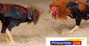 Pitmasters Sabong Online Casino