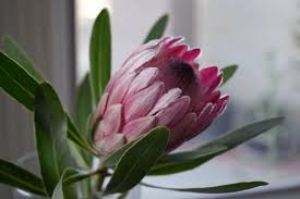 Image result for Protea enervis