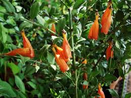 Image result for Halleria elliptica