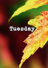 Tuesday Brings A Gentle Rain Tuesday Meme Autumn Quotes Tuesday Greetings