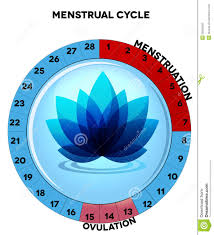Blue Menstrual Cycle Chart With Flower Stock Vector