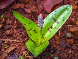 Image result for Ledebouria luteola