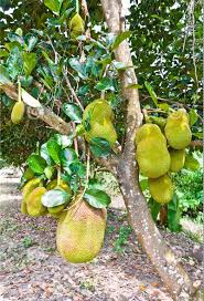 Thinning number of fruit recommended; Fruits Giving Plants Their Types Kerala Kerala