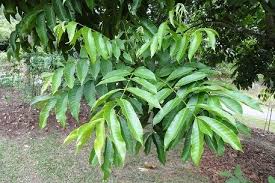 Image result for Aphanamixis