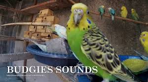 Bird Sounds Birds Singing Listen Bugdies Chirping Sounds High Quality Recording Audio Listen Free For Entertain Your Bird Animals 2 Hour High Quality Parakeets Singing Sounds With 48 000hz