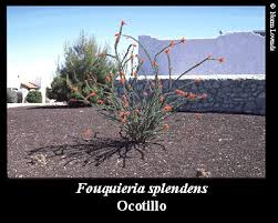 It shows cacti, succulents, and other native plants (ocotillos, penstemons,.) used in landscaping and discusses their cultivation. Nmsu Low Water Use Landscape Plants For The Southwest Ocotillo