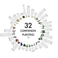Companion Garden Layout Servipro Online