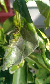 Ants like to 'farm' the scale to feed on the honeydew. Lime Tree Problems Common Pests Of A Lime Tree