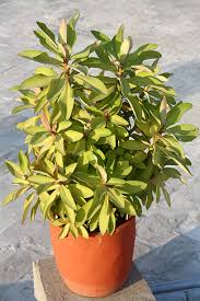 Image result for Euphorbia grantii
