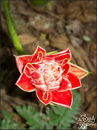 Image result for Etlingera