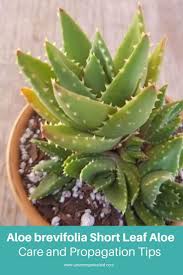 The aloe vera plant belongs to the genus aloe, a classification of succulents with over 500 species of flowering plants. Aloe Brevifolia Short Leaf Aloe Care And Propagation Information Types Of Aloe Plants Aloe Plant Aloe Care