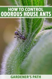 Where do you find odorous ants in your house? How To Stop Odorous House Ant Infestations Gardener S Path
