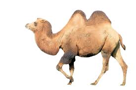 Is a camel a mammal? Camel Mammal Animal Png Picpng