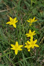 Image result for Hypoxidaceae