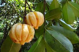 También conocida como tamarindo malabar, esta fruta procede directamente del sur de la india. Garcinia Cambogia Extrakt Dr Peter Hartig Der Shop Fur Ihre Gesundheit