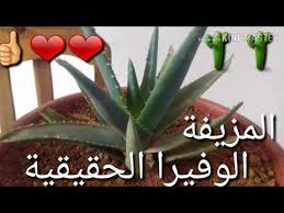 الالوفيرا الحقيقية والمزيفة بالشرح والصور واستعمالاتها Youtube Plants Enjoyment