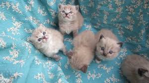 We are located in spencerport, new york, a scenic suburb of rochester. Zelkova Ragdolls Rochester Ny Breeder