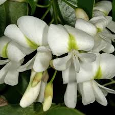 Image result for Craibia zimmermannii