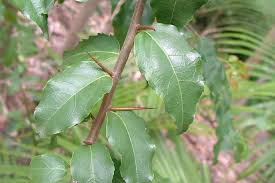 Image result for Flacourtia indica