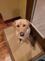 Qué le das de comer a tu labrador? : r/labrador