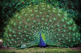 While it is the most widely recognized feature of peafowls, only males have these beautiful tail colorings. Peacock Eyes That Hypnotize Creation Com