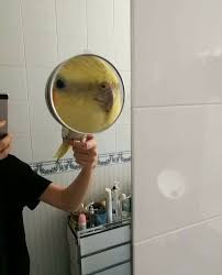 Cockatiel Creativediysandall Cockatiel Cockatiels Birds Animals Kendinyapvedigerhersey Kuslar Hayvanlar Hayvanlaralemi Komik Hayvanlar Kus Papagan