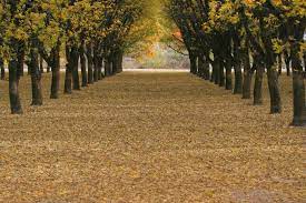 Pecan nut trees varieties for sale include dwarf pecan trees the popular northern type trees, stuart and the missouri hardy pecan. How Pecans Are Grown U S Pecans