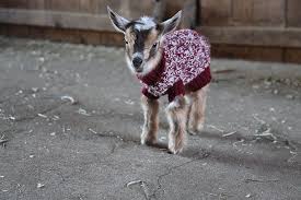Animals Wear Clothes English Teacher China