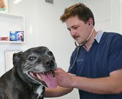 How much does a veterinarian make near you? Vet Steps Up To Make Festive Effort Otago Daily Times Online News