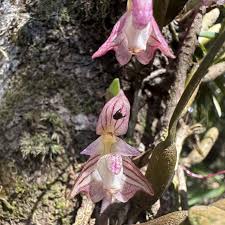 Image result for Bulbophyllum humblotii
