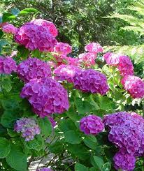 Hydrangea Bush Pictures And Images Hydrangea Flower Pictures Beautiful Hydrangeas Plants