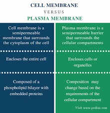 Pin On Cells