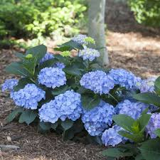Plant let's dance blue jangles hydrangeas as deciduous, flowering foundation shrubs to give a pop of color staggered in front of evergreen shrubs. Let S Dance Blue Jangles Hydrangea Spring Meadow Wholesale Liners Spring Meadow Nursery
