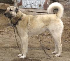 Dogsorb Types Of Dogs Find More About Types Of Dogs Https Www Dogsorb Com Dogsorb Caucasianmountainshepherd Typesofdogs Whatcandogseat Healthyfoo Kopek