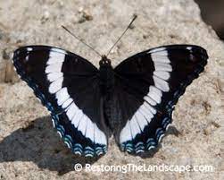 White Admiral Butterfly Limenitis Arthemis Arthemis Butterfly Plant Insects Admiral