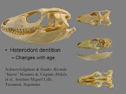 Argentine Black And White Tegu For Sale Uk Tegu Care Sheet Tegu Animals Reptiles