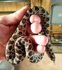 Female Shadow Jungle Western Hognose Snake Hognose Snake Shadow