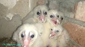 Baby Owl Of Just Three Weeks Old With No Feathers Grow And Original Voice Of Them Youtube Owls hunt mostly small mammals, insects, and other birds, although a few species specialize in hunting fish. baby owl of just three weeks old with