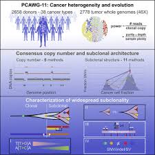 Some white blood cells can also attack cancer cells. Characterizing Genetic Intra Tumor Heterogeneity Across 2 658 Human Cancer Genomes Sciencedirect