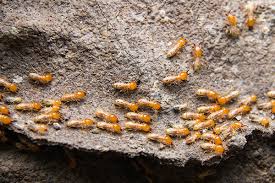 Rent storage units now near east brunswick, nj 08816 or schedule your reservation online. Top Rated Pest Control Exterminator In East Brunswick Nj