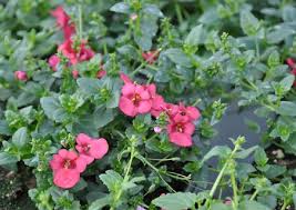 Image result for ostruhatka