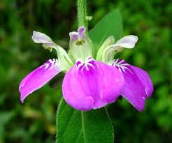 Image result for Justicia striata