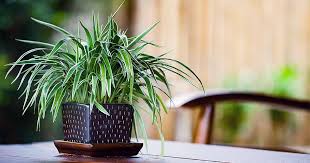 Looking to add more indoor plants to your indoor garden? Guide To Basic Care Of Houseplants Gardener S Path